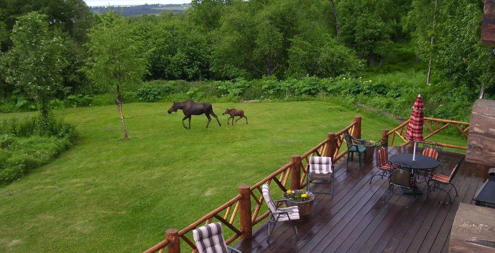 Juneberry Lodge Homer Ngoại thất bức ảnh